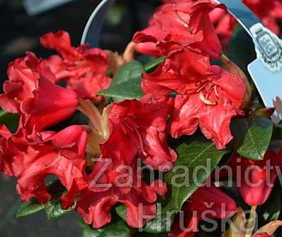 Rhododendron 'Scarlet Wonder'