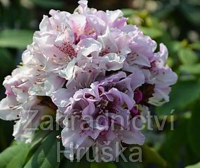 Rhododendron 'Cheer'