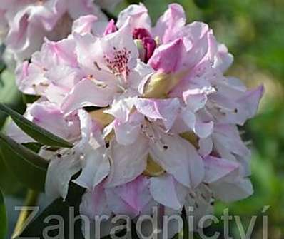 Rhododendron 'Cheer'