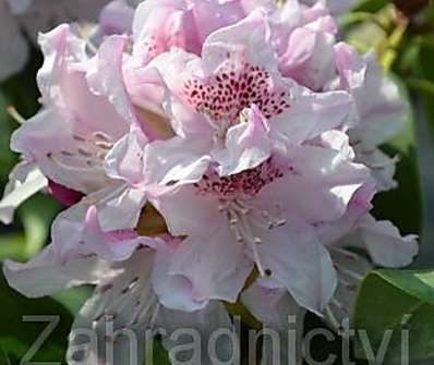 Rhododendron 'Cheer'