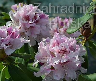 Rhododendron 'Cheer'