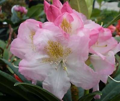 Rhododendron 'Brigitte'