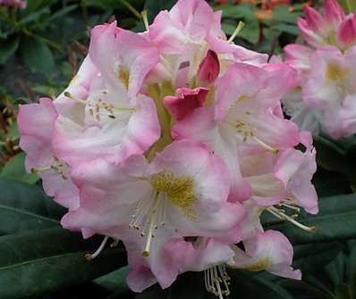 Rhododendron 'Brigitte'