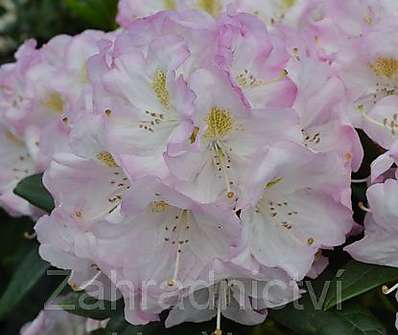 Rhododendron 'Brigitte'