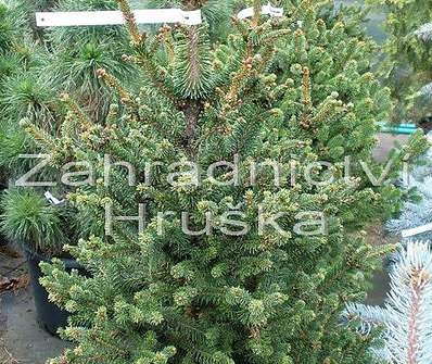 smrk - Picea abies 'WB Jana Brno'