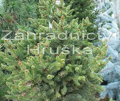 smrk - Picea abies 'WB Jana Brno'
