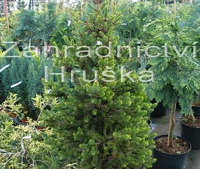 smrk - Picea abies 'WB Jana Brno'