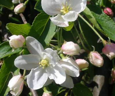 jabloň - Malus 'Fontana'