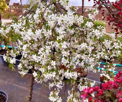 jabloň - Malus 'Fontana'