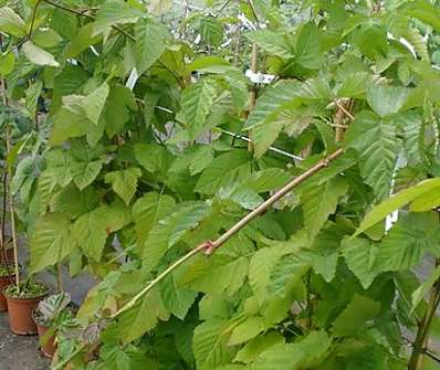 beztrná malinoostužina Boysenberry