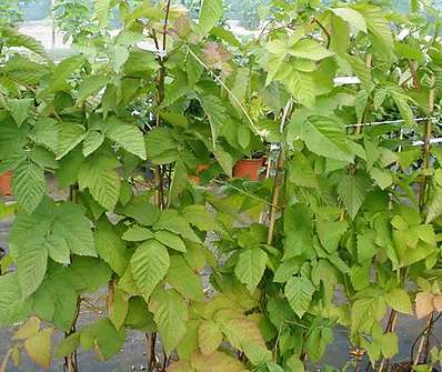 beztrná malinoostužina Boysenberry