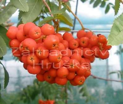 jeřáb - Sorbus aucuparia 'Pendula'