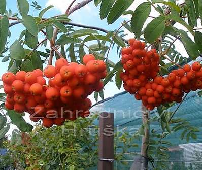 jeřáb - Sorbus aucuparia 'Pendula'