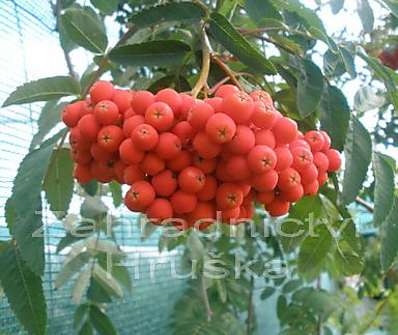 jeřáb - Sorbus aucuparia 'Pendula'