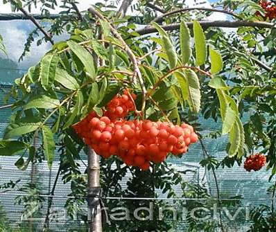 jeřáb - Sorbus aucuparia 'Pendula'