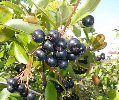 temnoplodec - Aronia