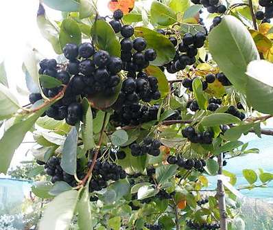 temnoplodec - Aronia