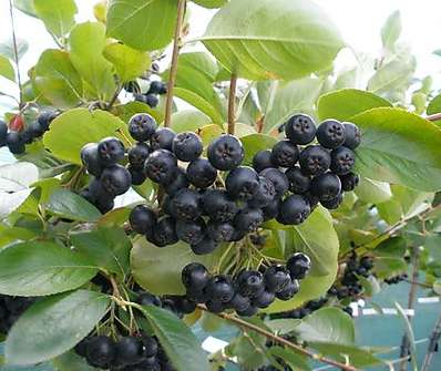 temnoplodec - Aronia