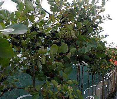 temnoplodec - Aronia