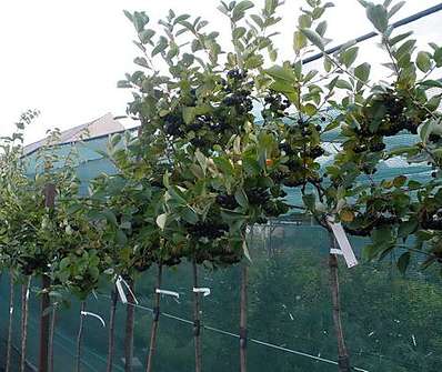 temnoplodec - Aronia