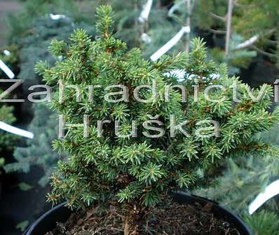 smrk - Picea abies 'Little Gem'