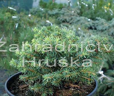 smrk - Picea abies 'Little Gem'
