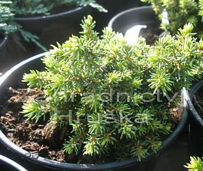 smrk - Picea abies 'Little Gem'