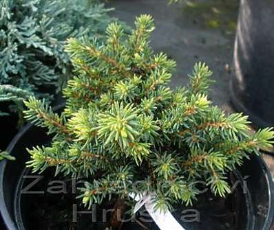 smrk - Picea abies 'Little Gem'