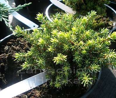 smrk - Picea abies 'Little Gem'