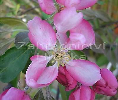 jabloň - Malus 'Cheal´s Weeping'