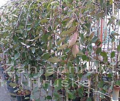jabloň - Malus 'Cheal´s Weeping'