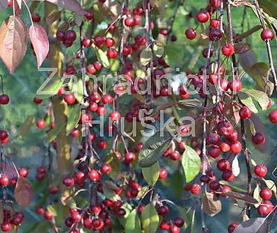 jabloň - Malus 'Cheal´s Weeping'