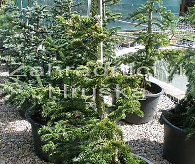 jedle - Abies procera
