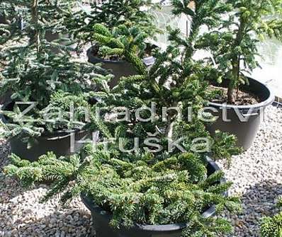 jedle - Abies procera