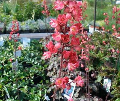 Heuchera Hollywood