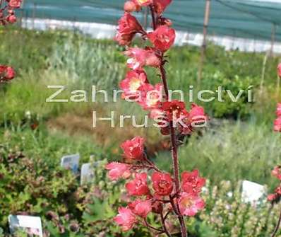 Heuchera Hollywood