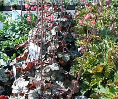 Heuchera Hollywood