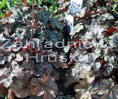 Heuchera Hollywood