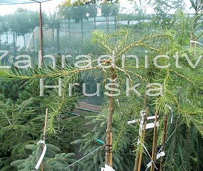 modřín - Larix kaempferi 'Horstman'