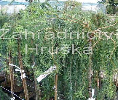 modřín - Larix kaempferi 'Horstman'