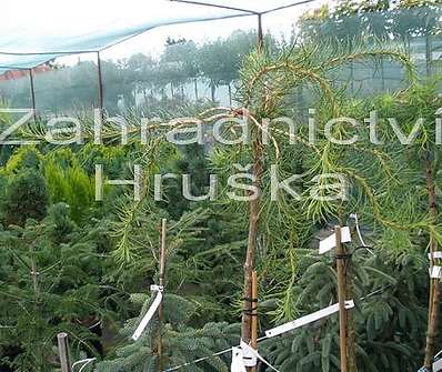 modřín - Larix kaempferi 'Horstman'