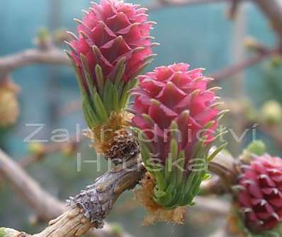 modřín - Larix kaempferi 'Horstman'