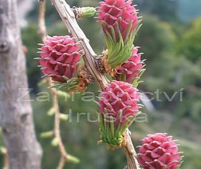 modřín - Larix kaempferi 'Horstman'