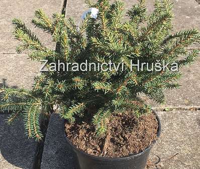 smrk - Picea abies 'Nidiformis'