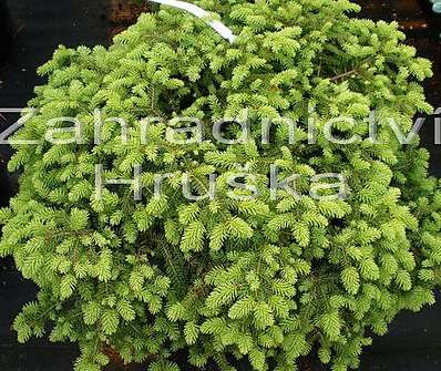 smrk - Picea abies 'Nidiformis'