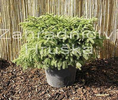 smrk - Picea abies 'Nidiformis'