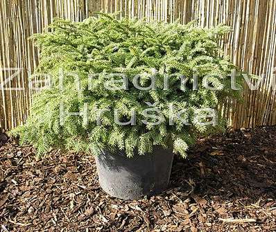 smrk - Picea abies 'Nidiformis'