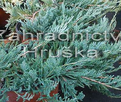 jalovec - Juniperus horizontalis 'Glacier'