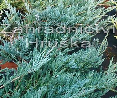 jalovec - Juniperus horizontalis 'Glacier'