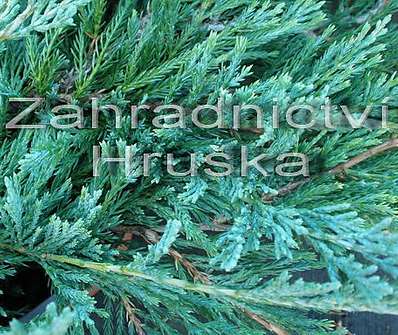 jalovec - Juniperus horizontalis 'Glacier'